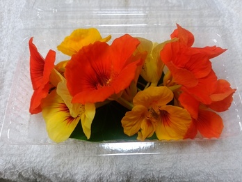 ナスタチウム２５輪（送料・クール別）