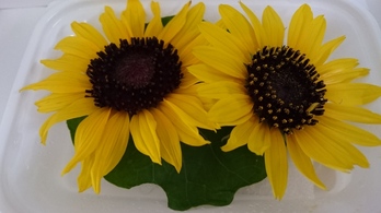 ひまわり８輪（送料・クール料金別のためお問い合わせください）