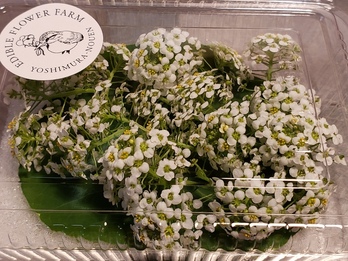 （送料・クール料金別途必要）アリッサム１ｐ